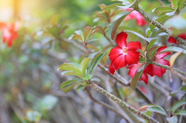 Red azalea flowers are blossom in garden.