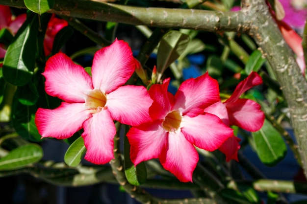 赤いアザリアの花