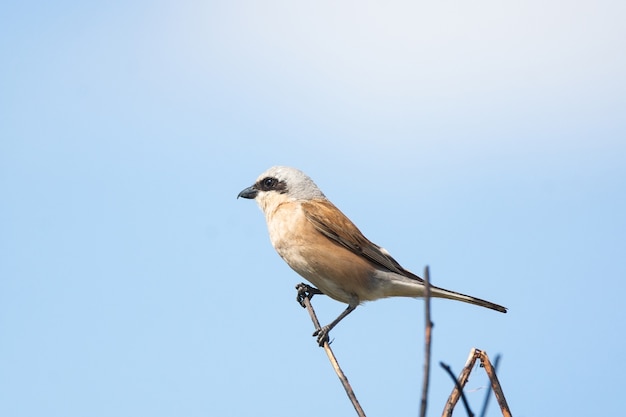 Red back klauwier zittend op een tak