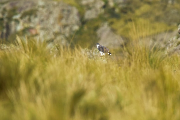 Red backed Hawk Highland graslanden in Pampa de Achala Quebrada del Condorito Nationaal Park provincie Cordoba Argentinië
