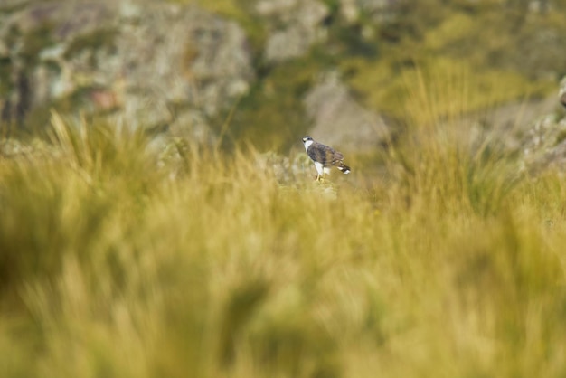 Red backed Hawk Highland grasslands in Pampa de Achala Quebrada del Condorito National ParkCordoba province Argentina