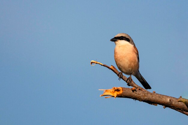 セアカモズ、Lanius collurio。鳥は美しい背景の枝に座っています..