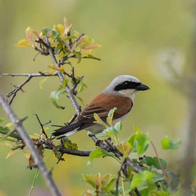 A Red-backed Shrike,Lanius collurio. In the wild.