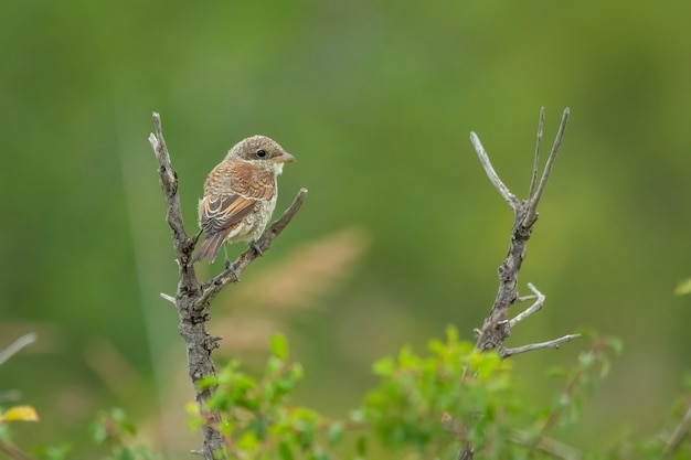 Red-backed shrike sitting on a stick on a meadow