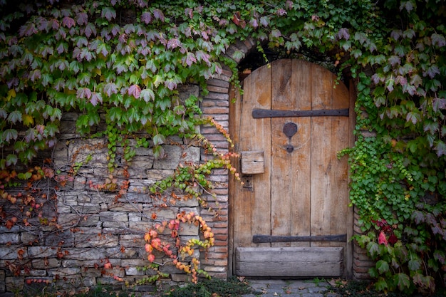 Photo red background of old vintage brick wall texture. close-up view of a stone brick wall with grapes curling on the wall. red and green leaves of grapes, ivy. old wooden vintage door. high quality photo