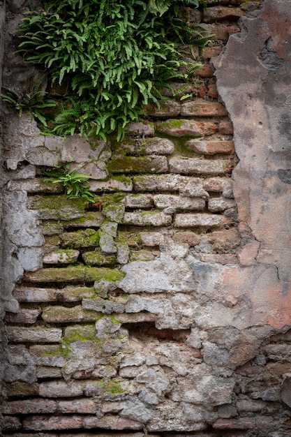 Fondo rosso di vecchia struttura del muro di mattoni dell'annata. vista ravvicinata di un muro di mattoni in pietra con uva arricciata sul muro. foglie rosse e verdi dell'uva, edera. fotografia verticale. foto di alta qualità