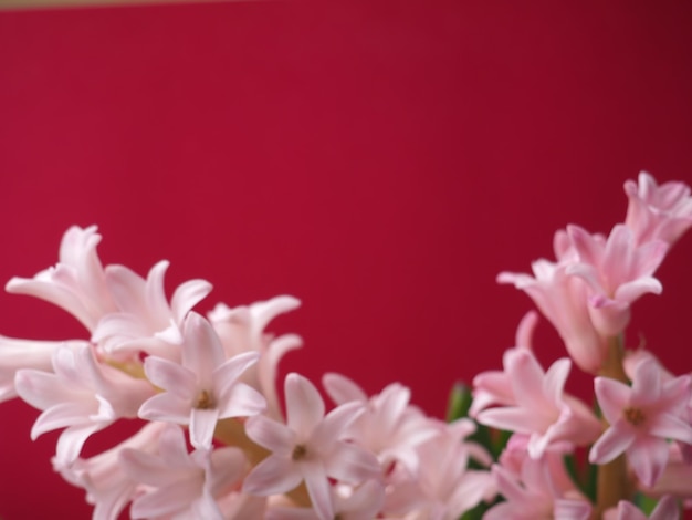 A red background with a bunch of flowers in the middle and a red background.