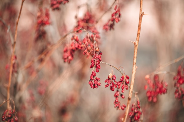 Red barberry berries on a branch berberis vulgaris on a bush in autumn forest medicinal plant