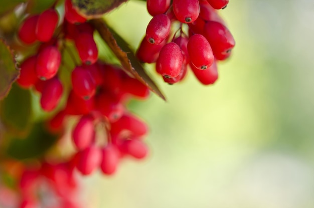 Image of Red barberry berries on the tree