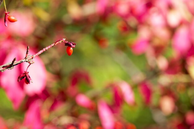 red barberry berry on a bush closeup