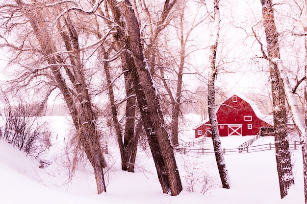 Red barn in snow on lamb farm.