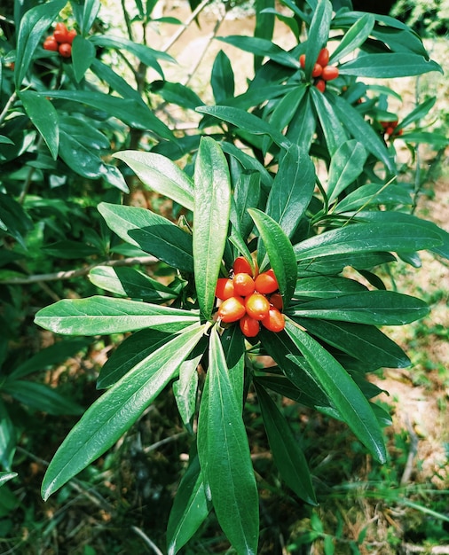 Red barry fruit