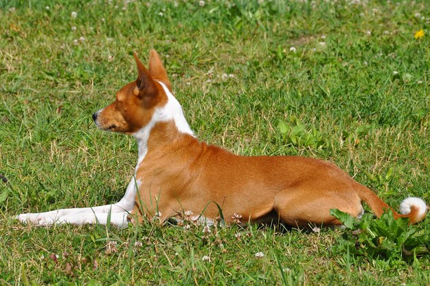 赤いバセンジー犬は緑の芝生に座っています。