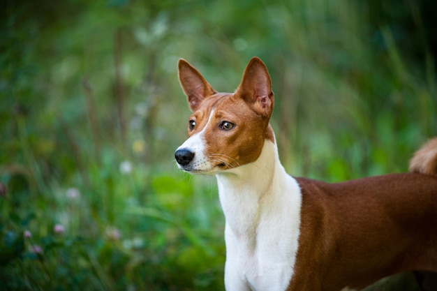 赤いバセンジー犬の肖像画