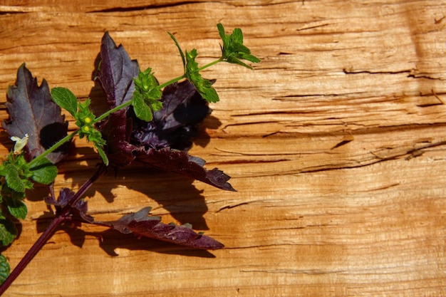 Red basil leaves on wooden background