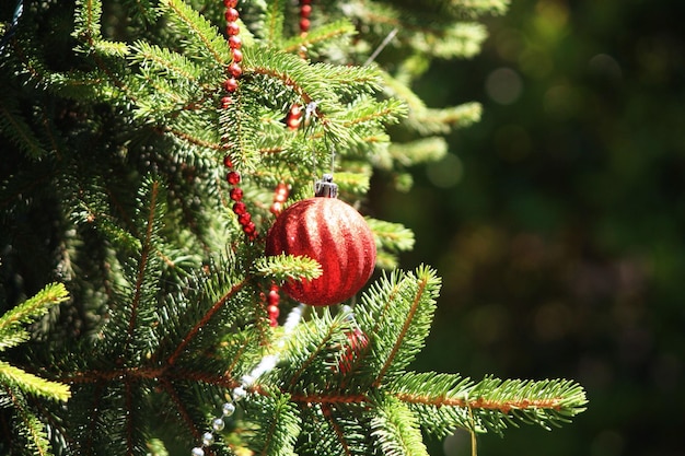 Foto cuccioli rossi appesi all'albero di natale