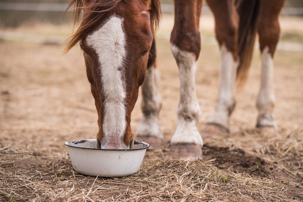 牧草地でゴム製の鍋から彼女の飼料を食べる赤い湾の馬