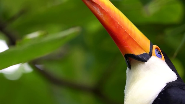 The red beak toucan photo