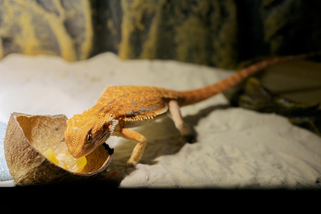 Red bearded Agama iguana eating fresh fruits and carrots in terrarium Pogona is genus of reptiles