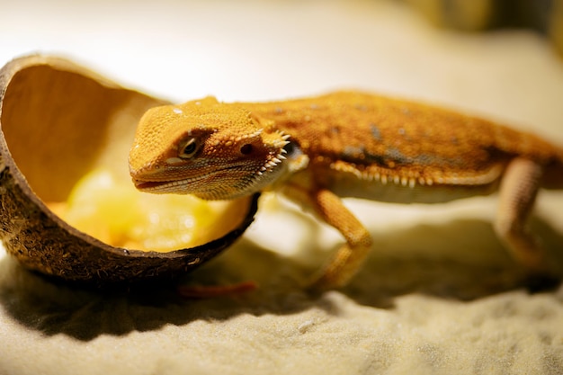 Red bearded agama iguana eating fresh fruits and carrots in terrarium pogona is genus of reptiles