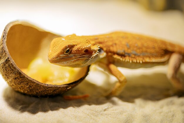 Red bearded agama iguana eating fresh fruits and carrots in terrarium pogona is genus of reptiles