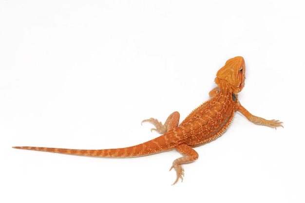 Red bearded Agama iguana isolated on white background Pogona is genus of reptiles Cute amazing anima