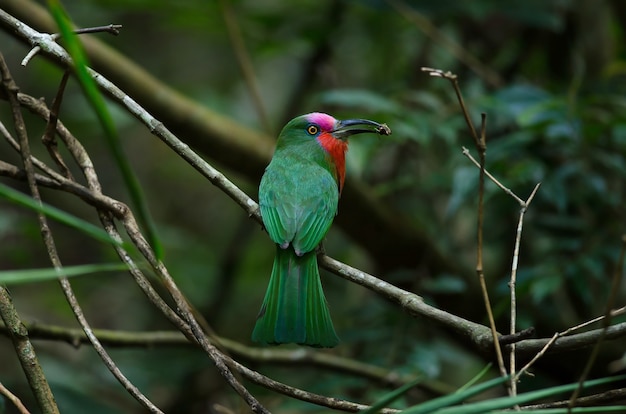 Red-Bearded Bee Eater on a branch