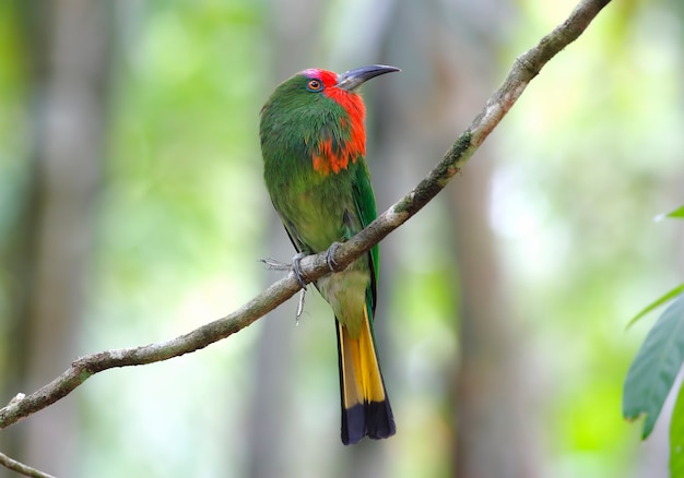 붉은 수염 Bee-eater Nyctyornis amictus 태국의 아름다운 새들