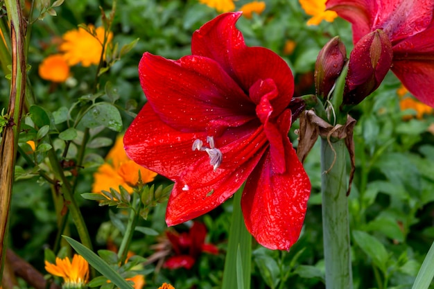 Red beautiful amaryllis blossoms in the flowerbed