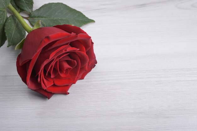 Красная, красивая цветущая роза