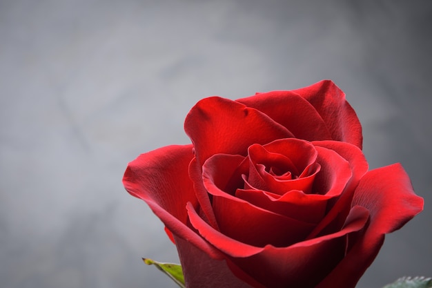 Red, beautiful blooming rose