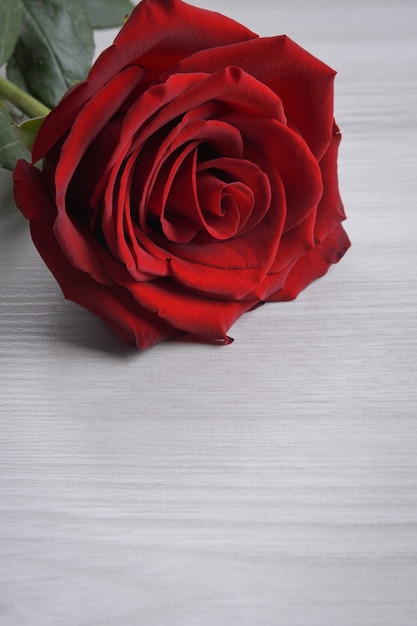 Red, beautiful blooming rose