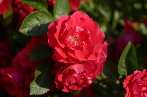 Fiori rossi belli rose cremisi nel primo piano del giardino