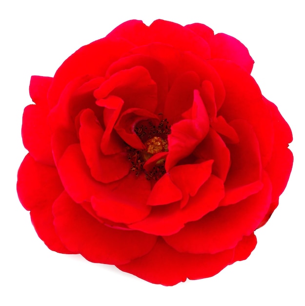 Красная красивая роза