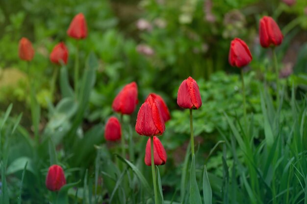 Red beautiful tulip Red tulips with green leaves