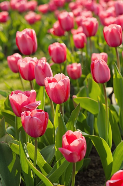 Red beautiful tulips field in spring time floral background