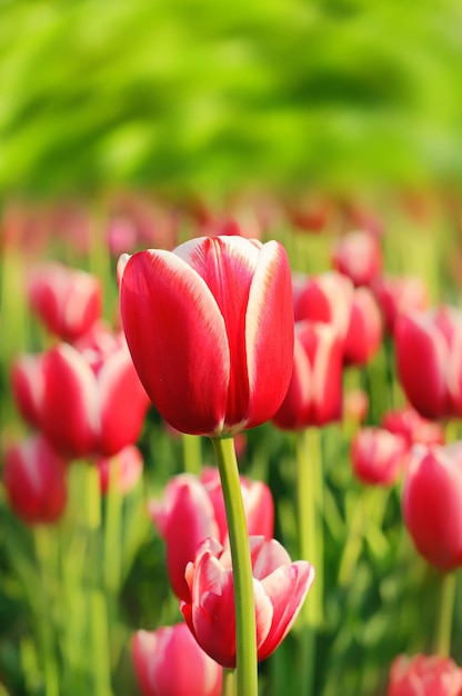 Red beautiful tulips field in spring time