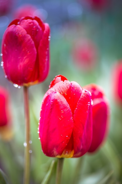 Red beautiful tulips garden with sunlight. Floral background.