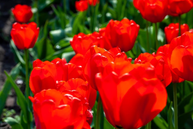 Красные красивые тюльпаны в весенний сезон