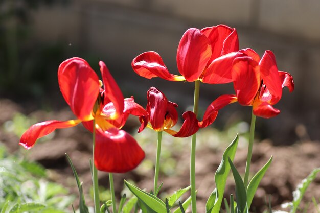 Bellissimi tulipani rossi in una soleggiata giornata estiva dopo aver innaffiato gocce d'acqua sui petali