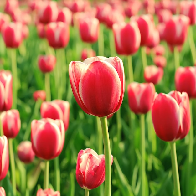 Red beautiful tulips