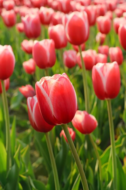 Red beautiful tulips