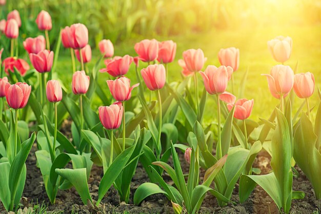 Red beautiful tulips