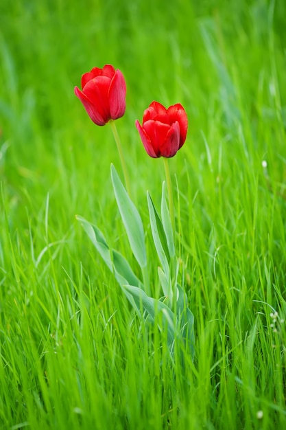 Red beautiful tulips