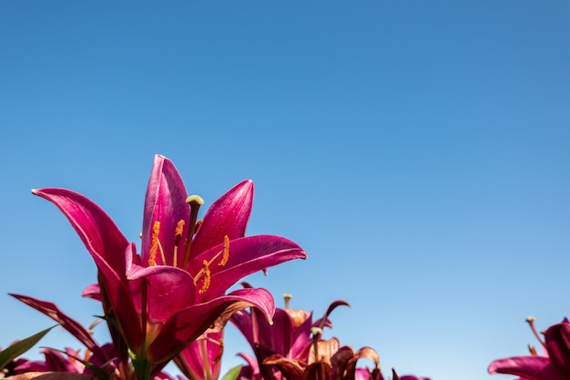 青い空の下で赤い美しさのユリの花