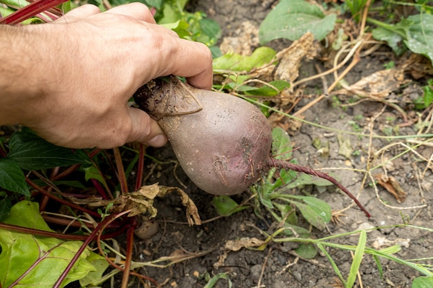 Red beet root pulled out of the ground by hands