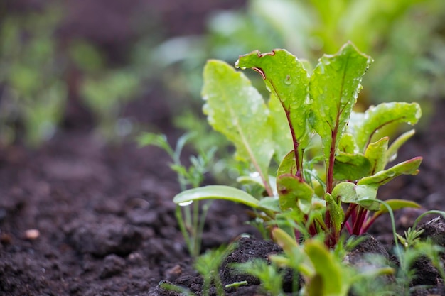 Red beet sprouts vegetable beds