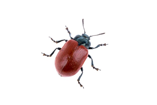 Red beetle on white background