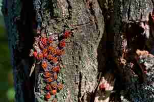 Photo red beetle with black dots on the bark of a tree