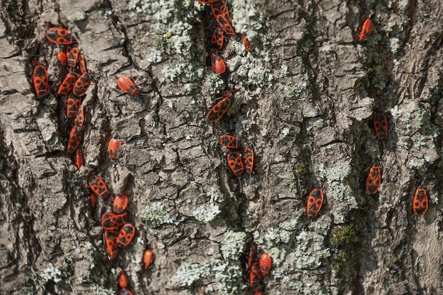 Photo red beetles crawl on a tree the firebug pyrrhocoris apterus